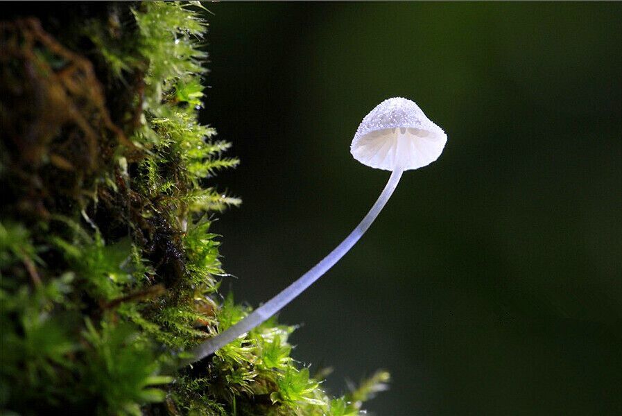  After the rain, there's a fairy tale world live in the sinkholes of #Leye —— the "small umbrellas" hidden in the forest^^