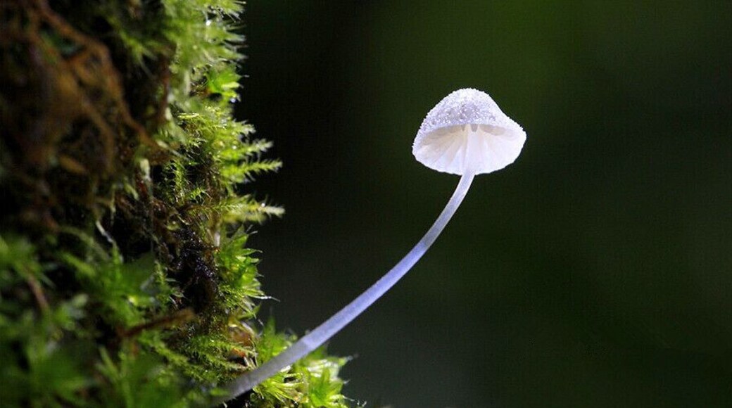 After the rain, there's a fairy tale world live in the sinkholes of #Leye ââ the "small umbrellas" hidden in the forest^^