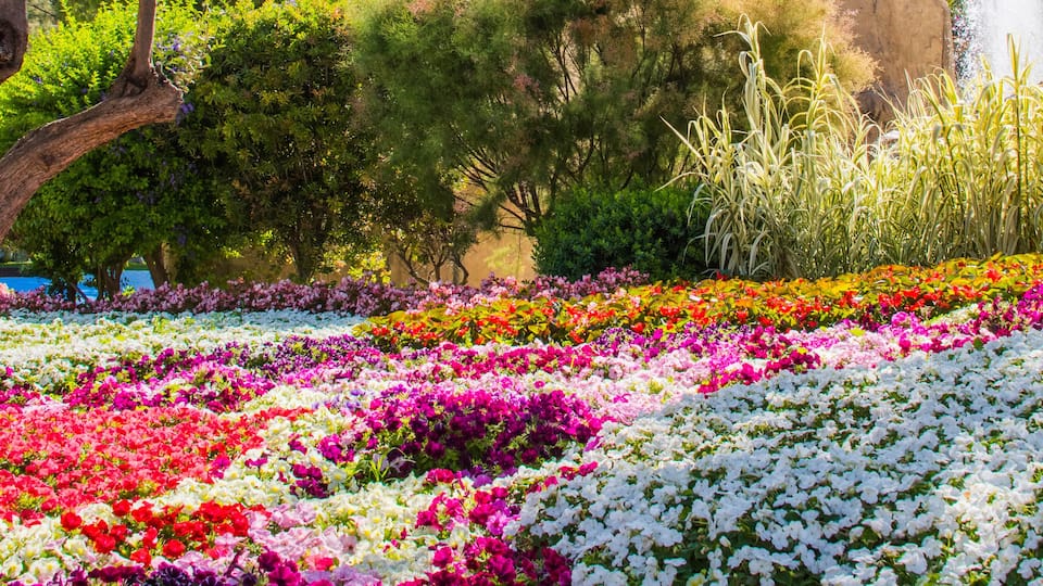 Lush landscaped garden with flowerbed and colorful plants