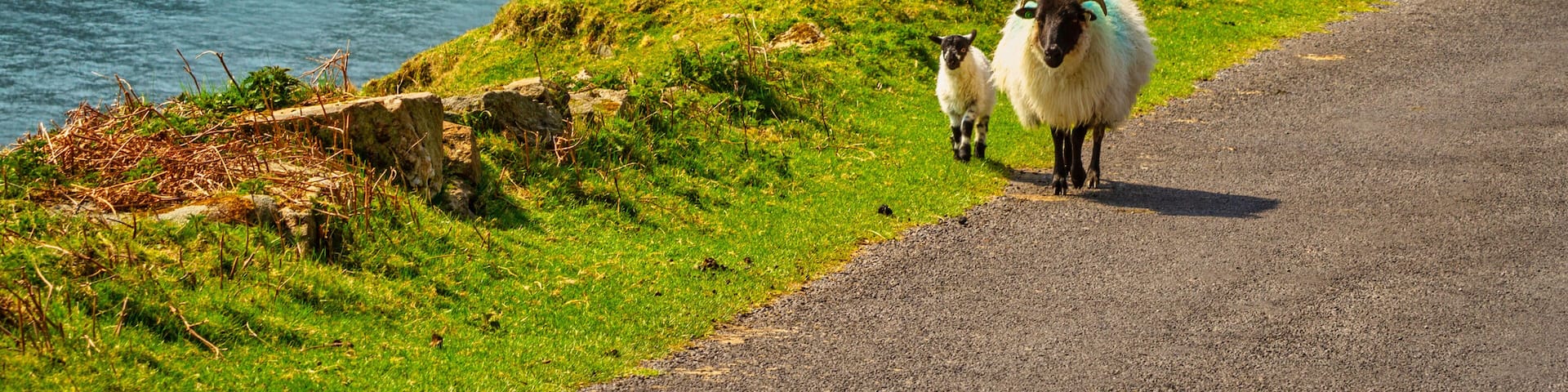 A sheep and lamb walking at the beach in County Mayo. Ireland