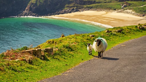 A sheep and lamb walking at the beach in County Mayo. Ireland