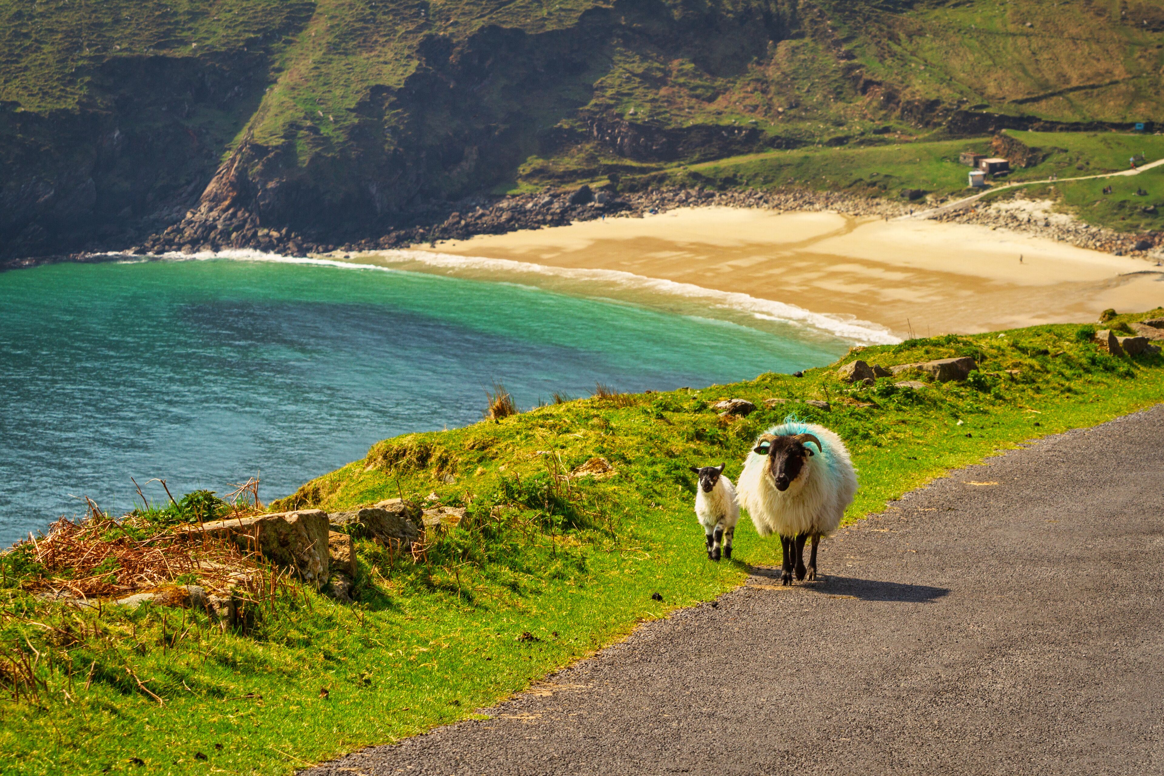 A coastal road with a grassy hillside, a beach, and the ocean.