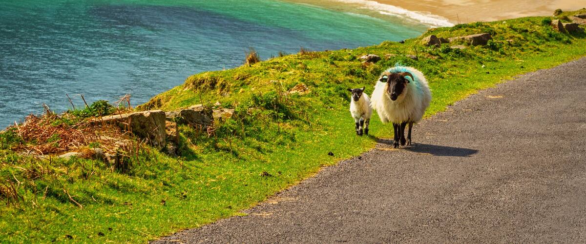 A coastal road with a grassy hillside, a beach, and the ocean.