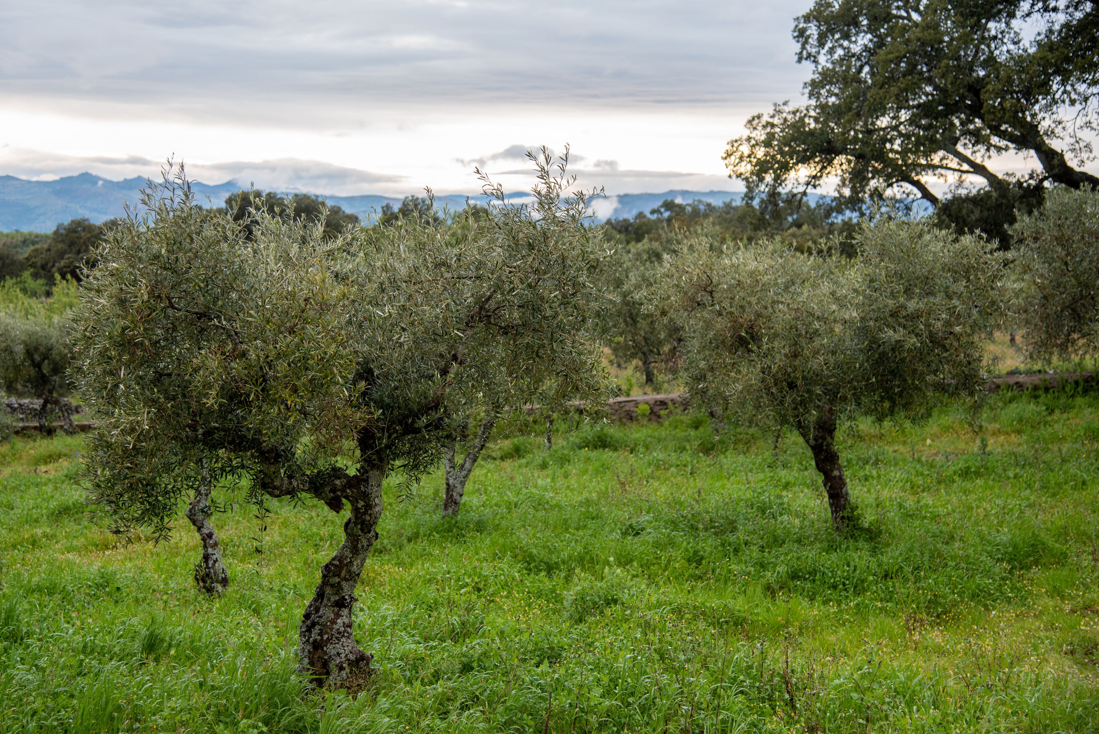 ألفانديجا دا في