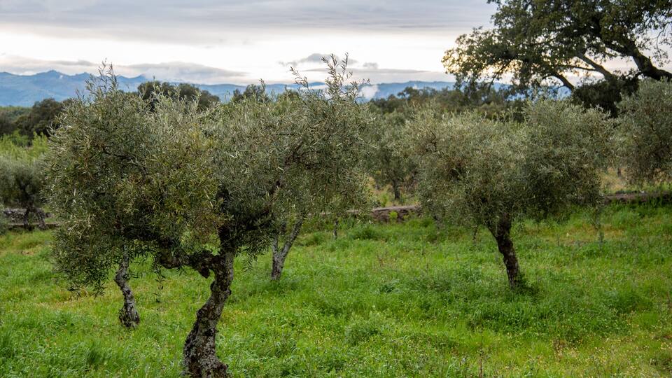 Olivos de Alfandega da Fe, Portugal.