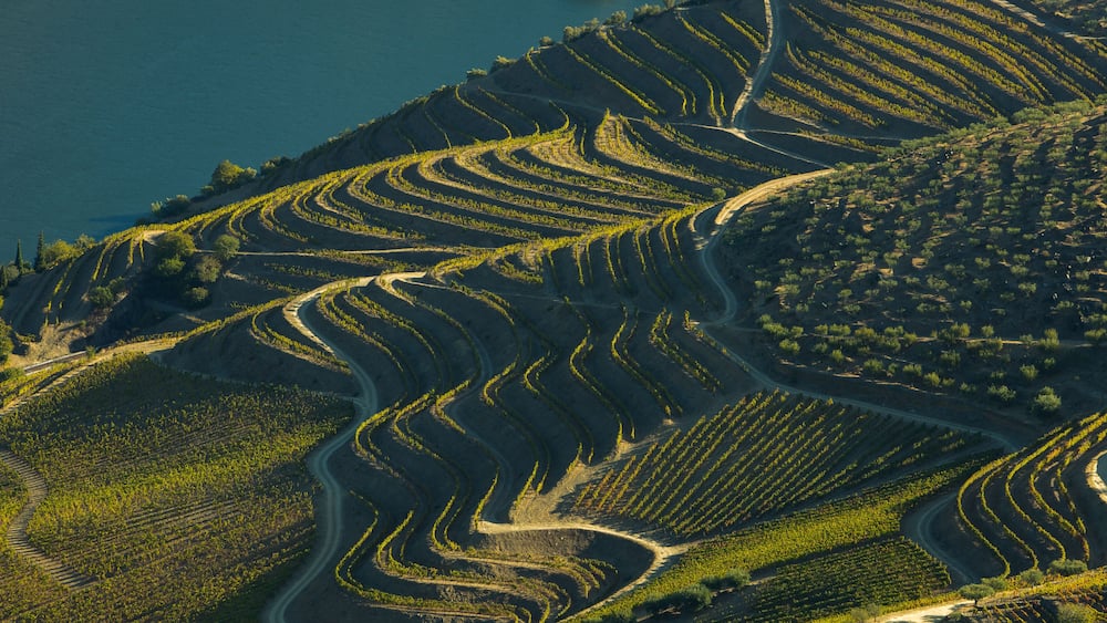 Alto Douro vinhateiro vineyards scenic landscape during harvesting season (vindima) - UNESCO World Heritage