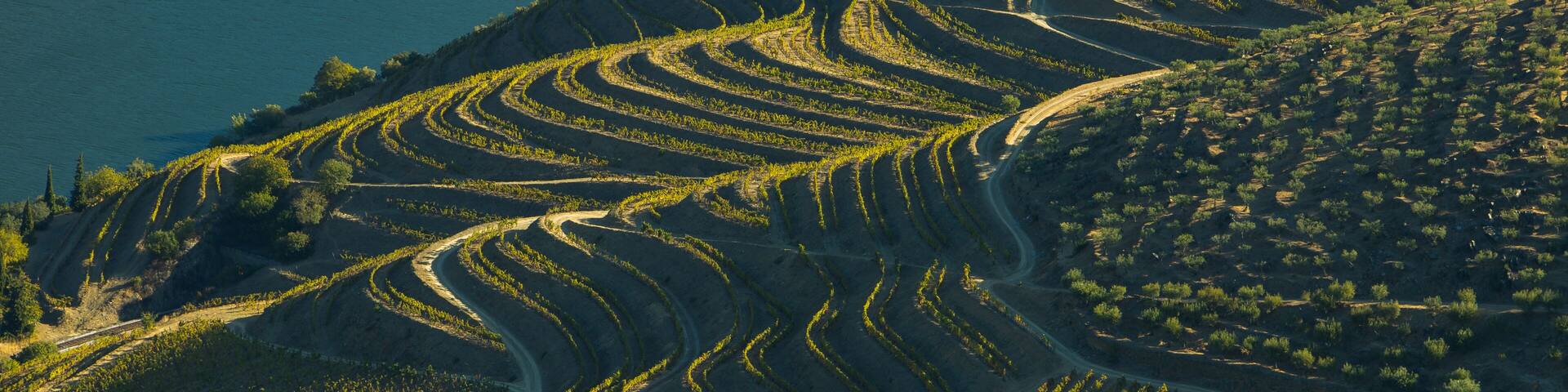 Alto Douro vinhateiro vineyards scenic landscape during harvesting season (vindima) - UNESCO World Heritage