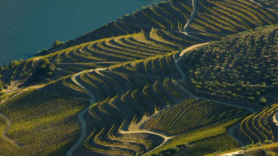 Alto Douro vinhateiro vineyards scenic landscape during harvesting season (vindima) - UNESCO World Heritage