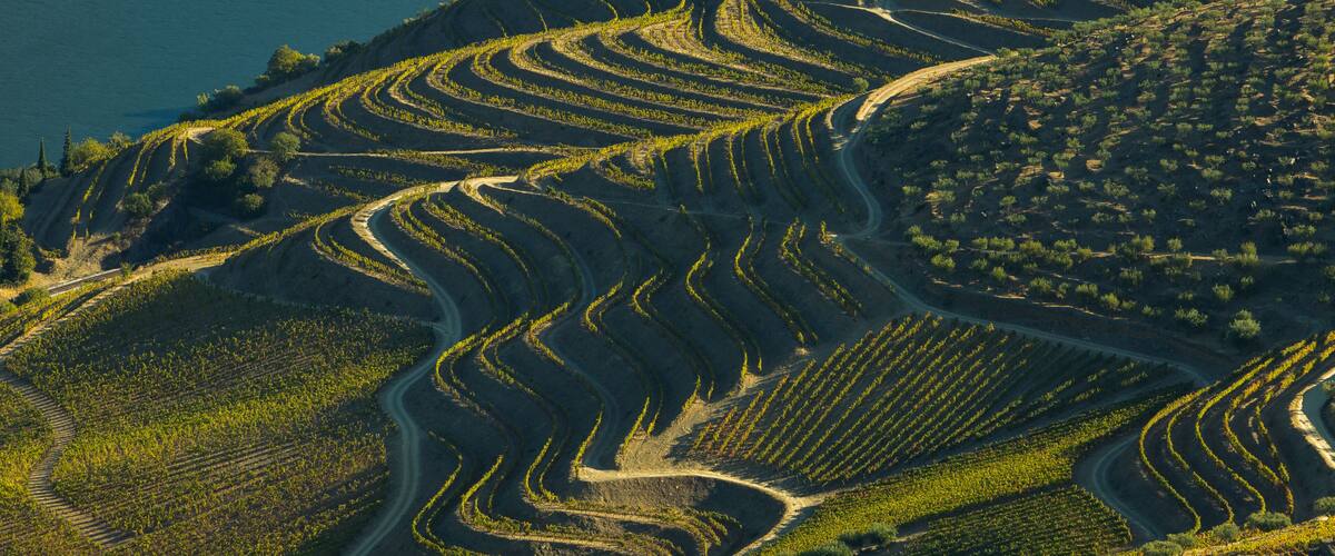 Terraced vineyards along a hillside with a road winding through them.
