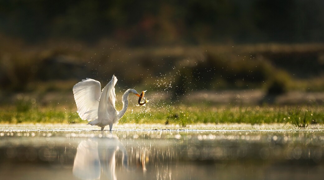 A Great Egret catches a Pickerel fish as it glows in the morning sun while wading in the shallow water.