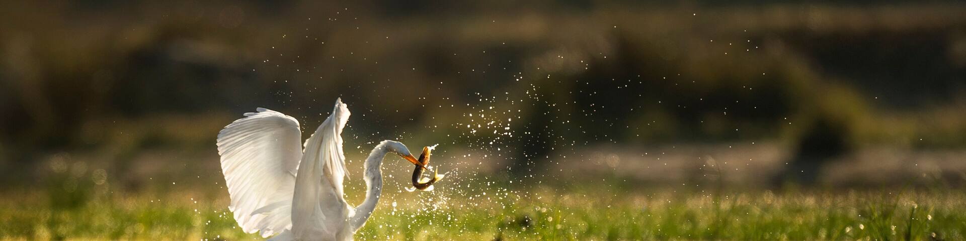 A Great Egret catches a Pickerel fish as it glows in the morning sun while wading in the shallow water.