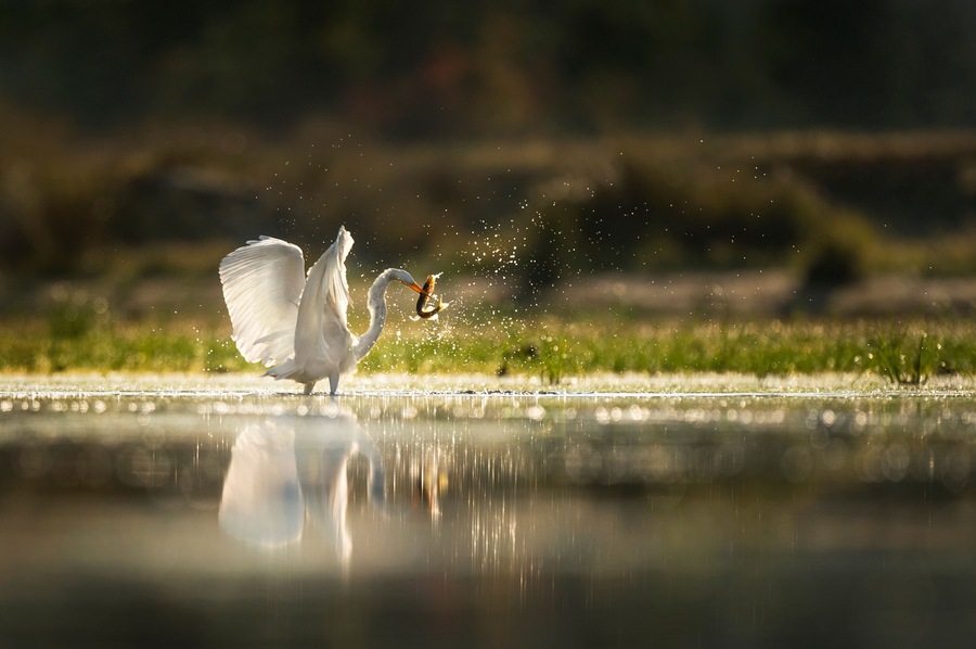 A Great Egret catches a Pickerel fish as it glows in the morning sun while wading in the shallow water.