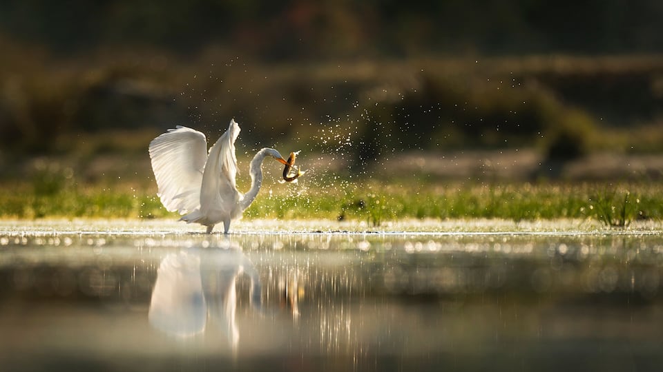 A white bird, likely a heron, standing by a calm body of water with a blurred natural background.