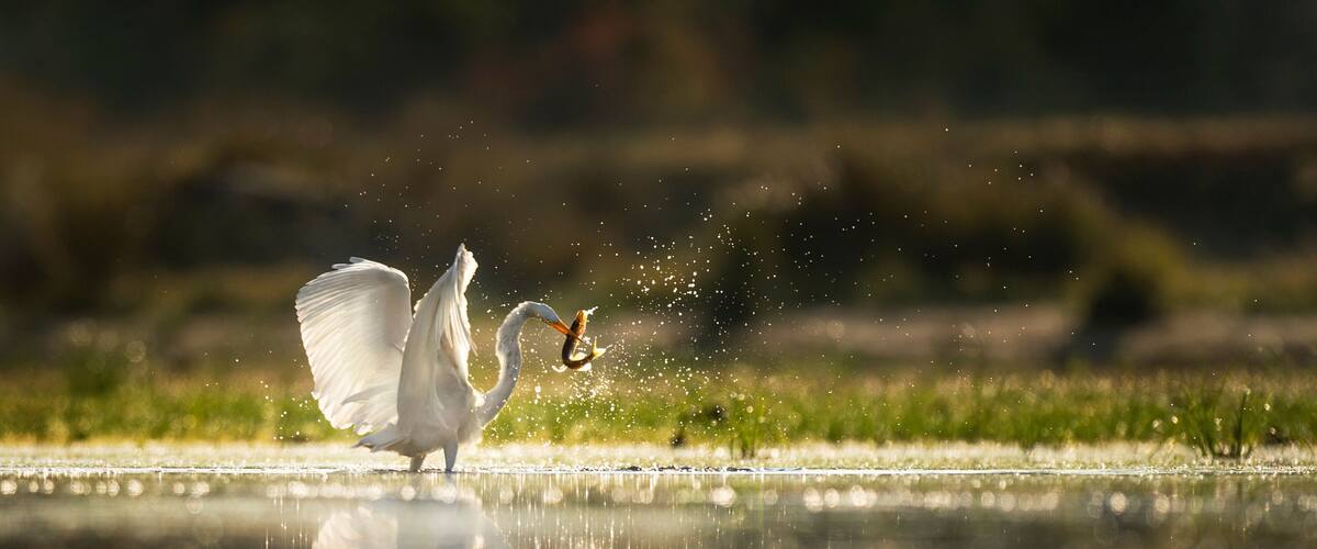 A white bird, likely a heron, standing by a calm body of water with a blurred natural background.