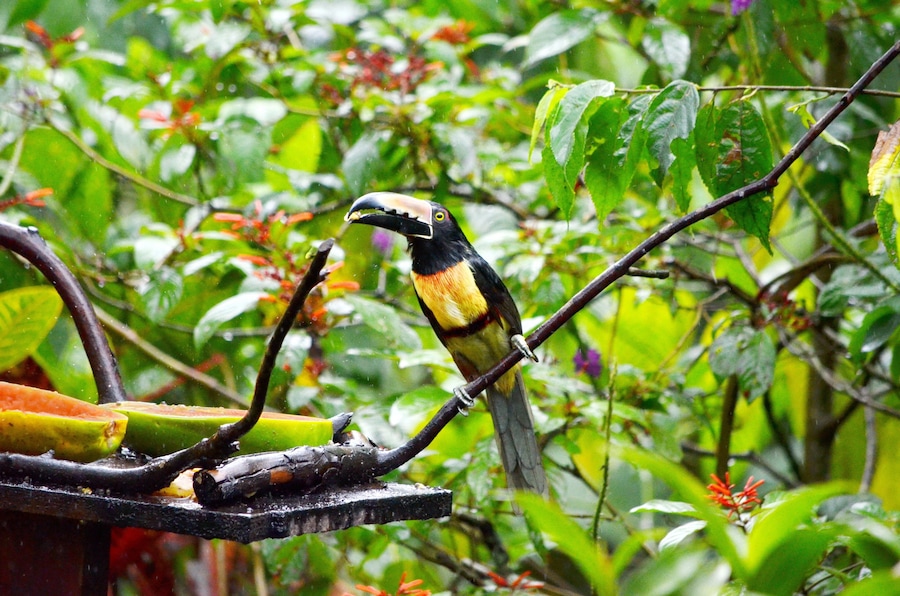 Collared aracari near Bijagua de Upala in Costa Rica.