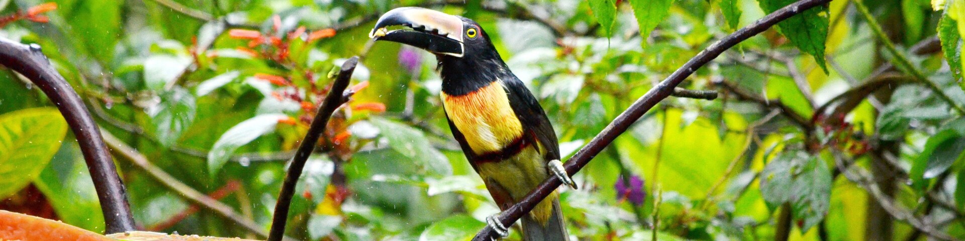 Collared aracari near Bijagua de Upala in Costa Rica.