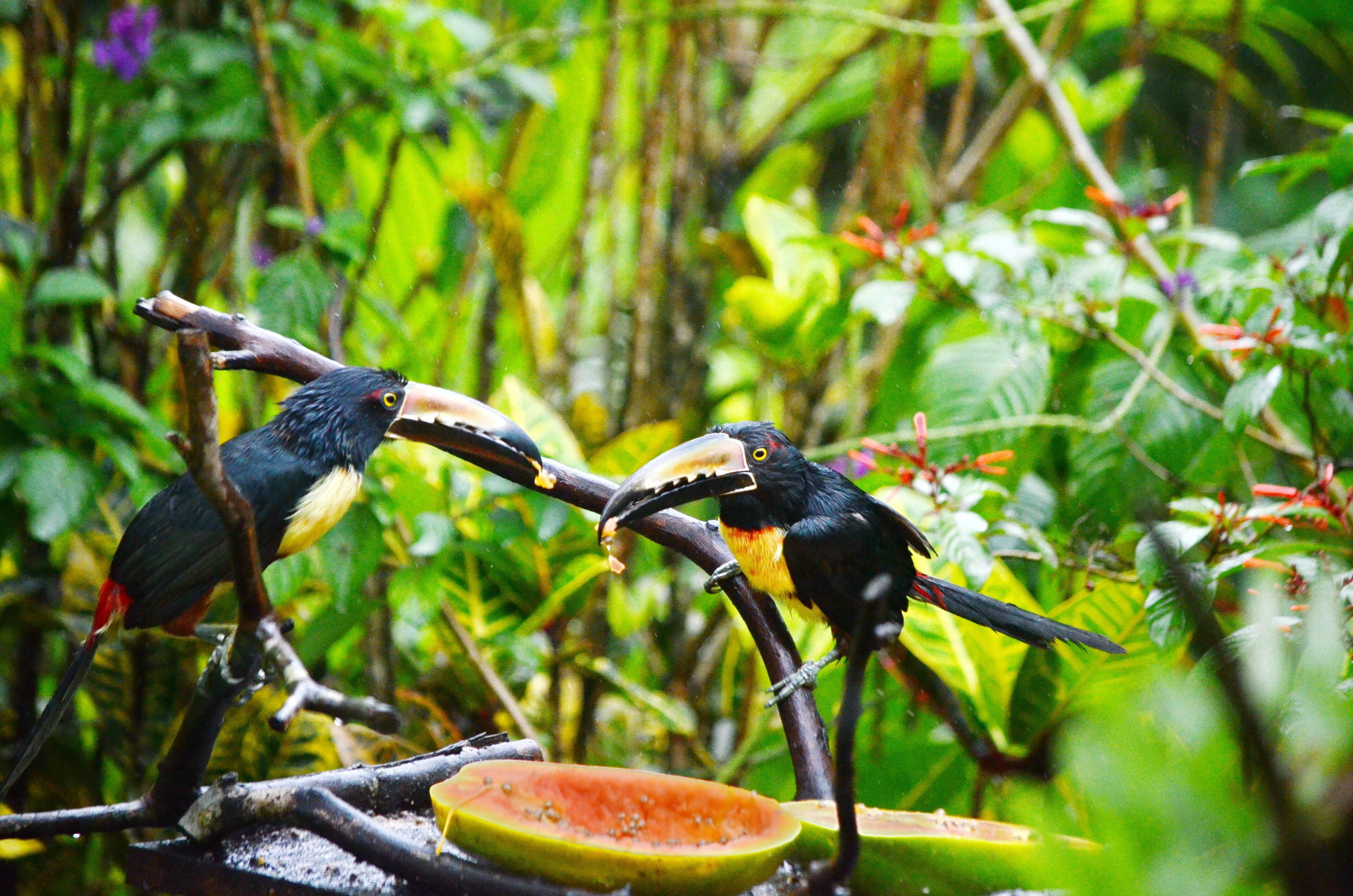 Collared aracari near Bijagua de Upala in Costa Rica.
