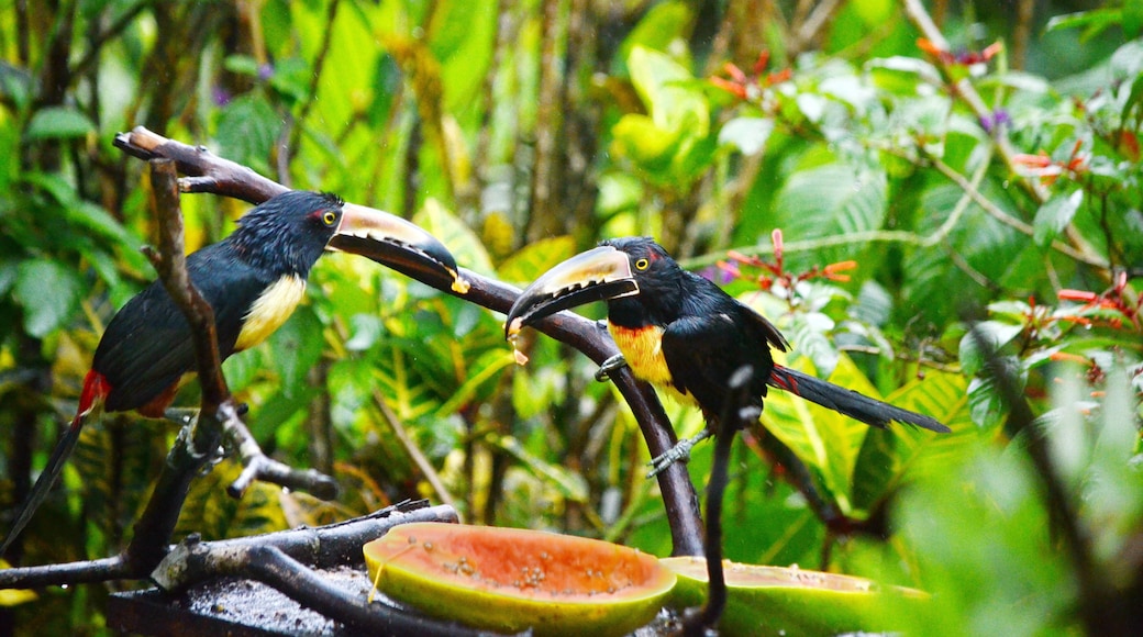 Collared aracari near Bijagua de Upala in Costa Rica.