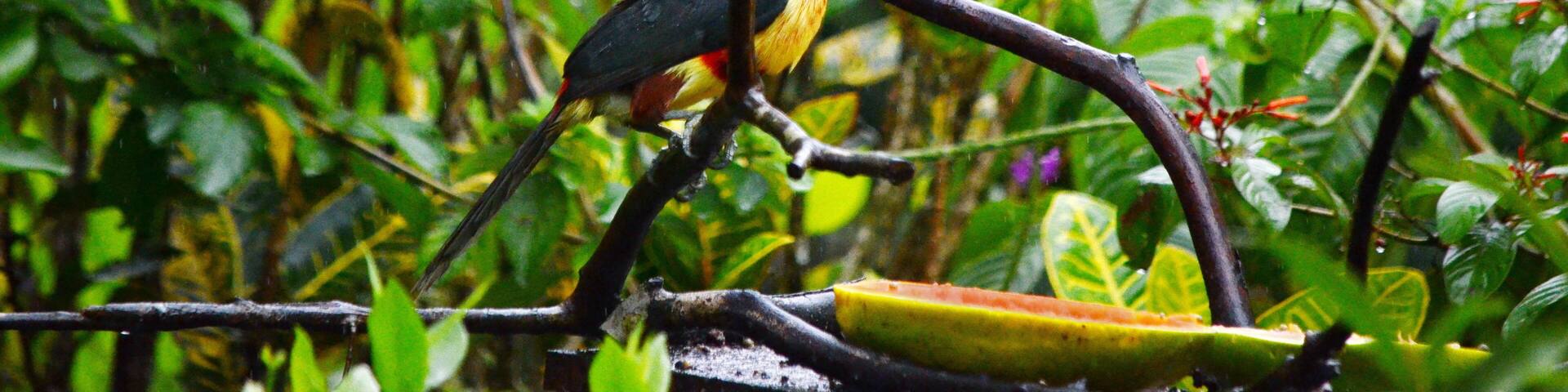 Collared aracari near Bijagua de Upala in Costa Rica.