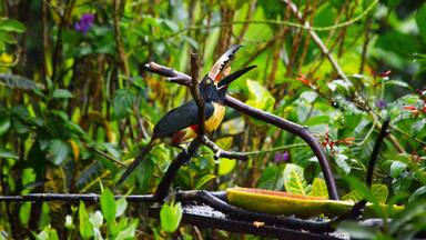 Collared aracari near Bijagua de Upala in Costa Rica.