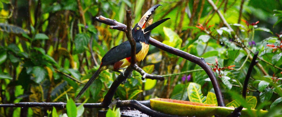 A bird perched on a branch amidst dense foliage.