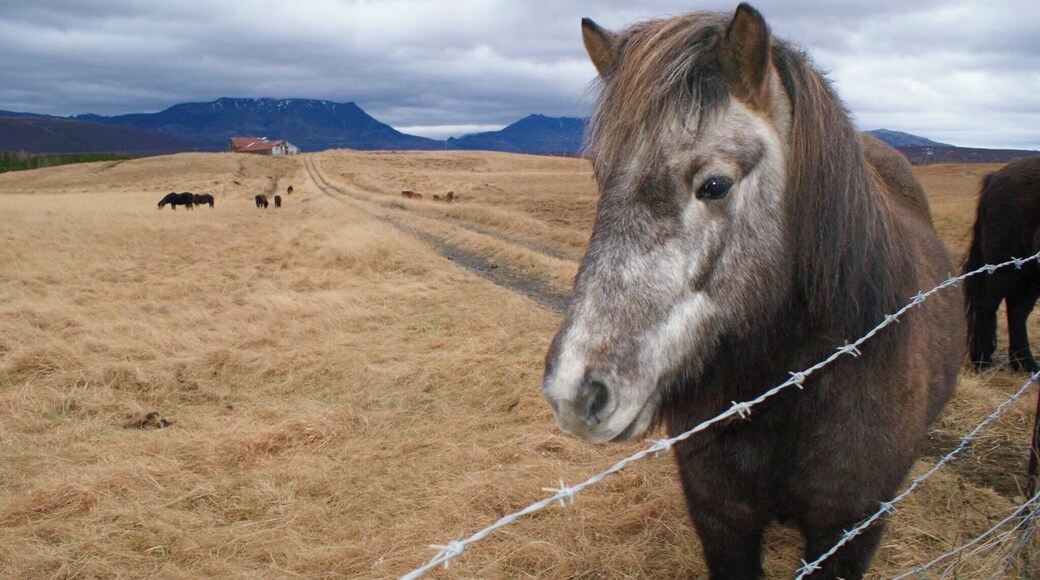 Coming across these Icelandic beauties whilst exploring the Golden Circle