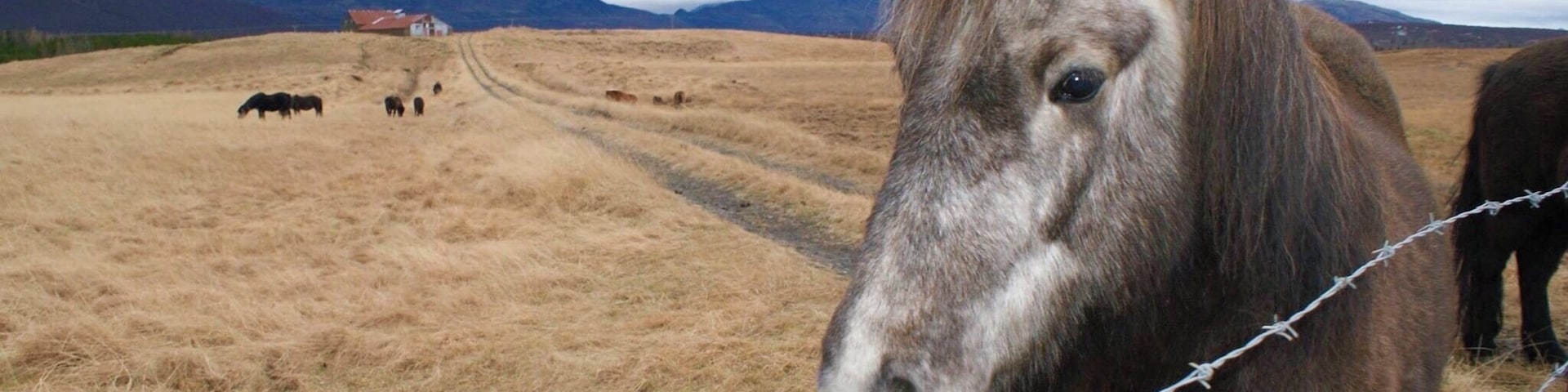 Coming across these Icelandic beauties whilst exploring the Golden Circle