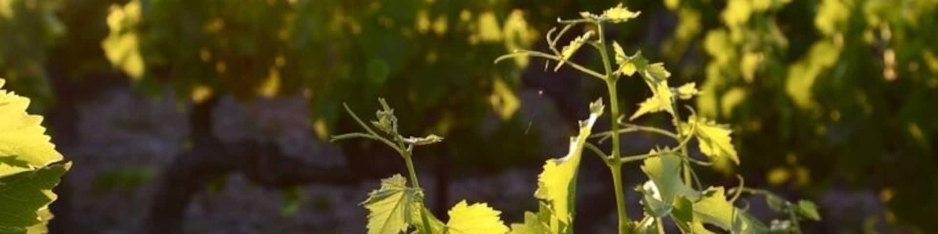 Walking thru a vineyard, I took this shot as the sun was coming up.