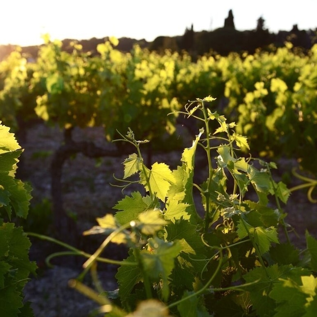 Walking thru a vineyard, I took this shot as the sun was coming up.