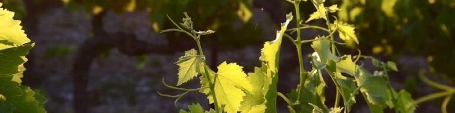 Walking thru a vineyard, I took this shot as the sun was coming up.