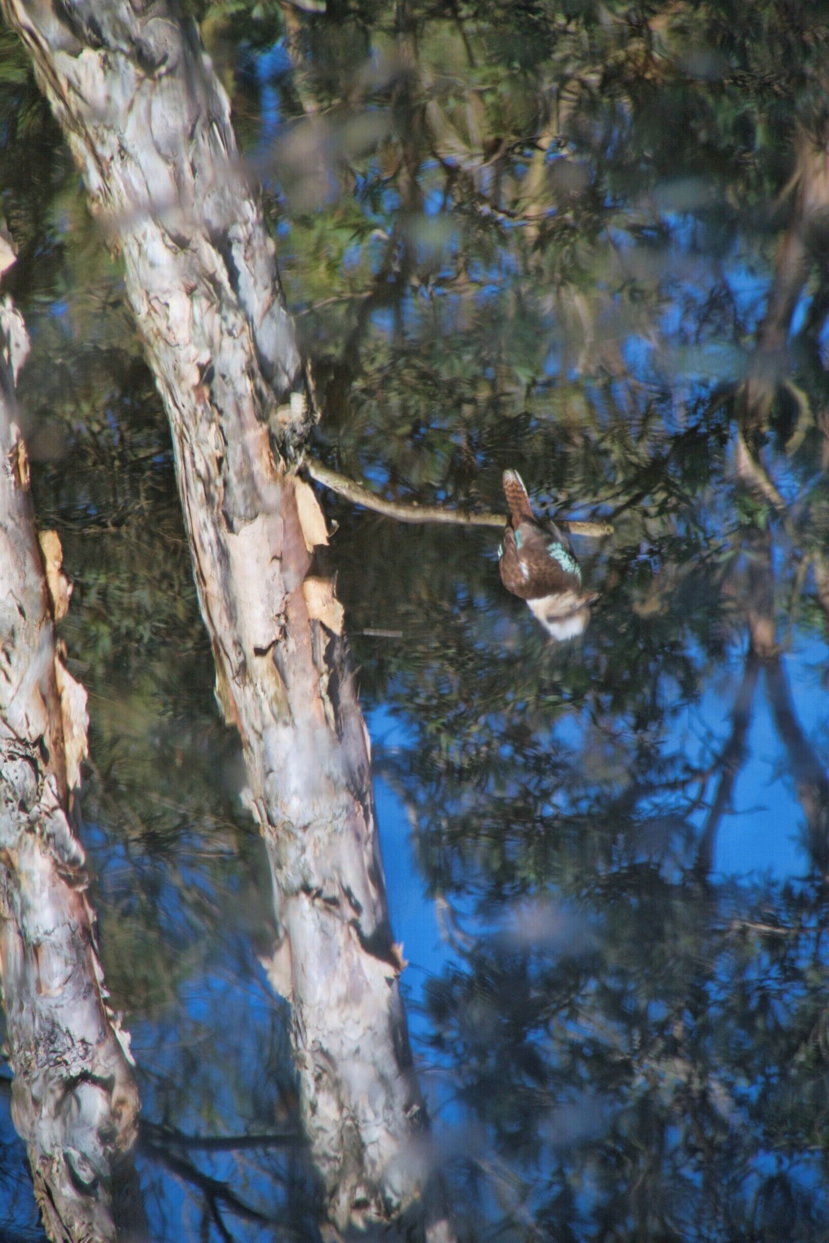 reflection of a kookaburra 
