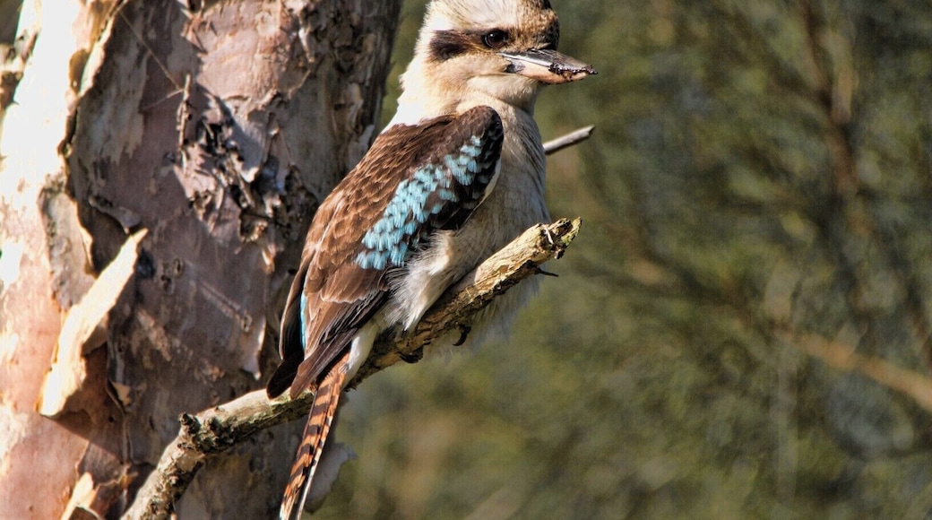 kookaburra