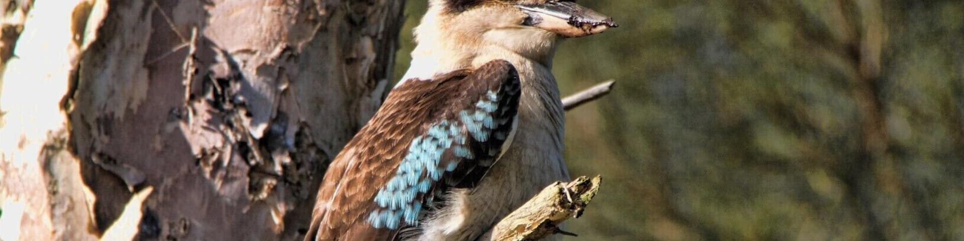 kookaburra