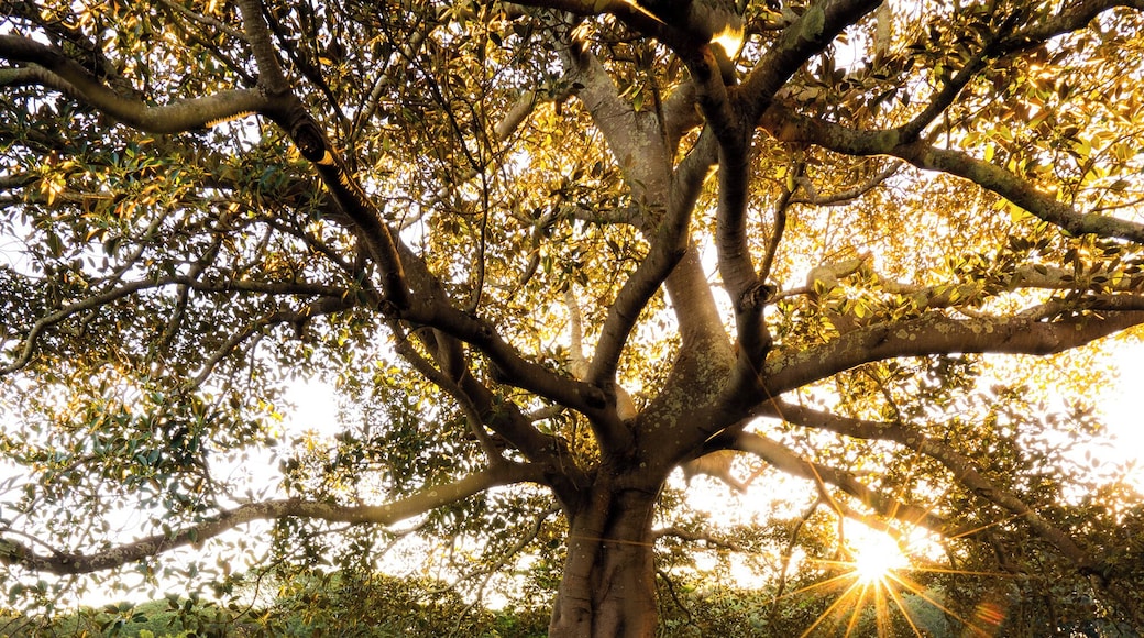 A stroll through centennial park just before sunset.