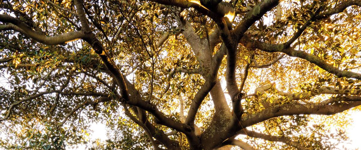 A stroll through centennial park just before sunset.