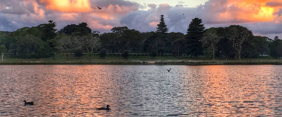 This large pond in Centennial Park, (Sydney's largest city park) is home to a large camp of flying foxes, dozens of bird species, and other local critters. At sunset this pond is filled with water birds and bats swooping for a quick drink. So lucky to live nearby to this beauty.
#Australia #Sydney #city #parks #wildlife