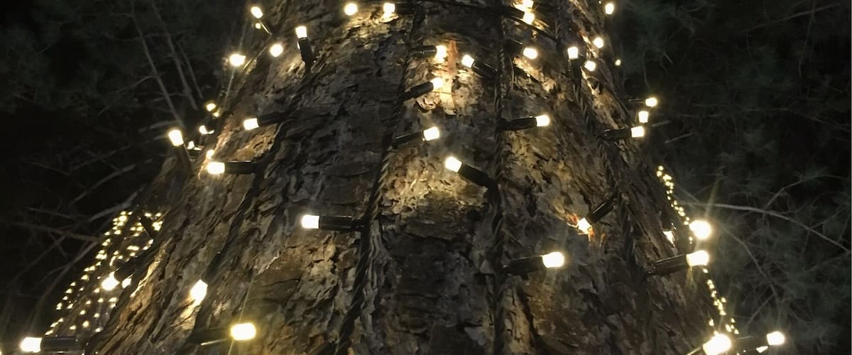 A tree adorned with numerous lights, creating a glowing effect against the night sky.