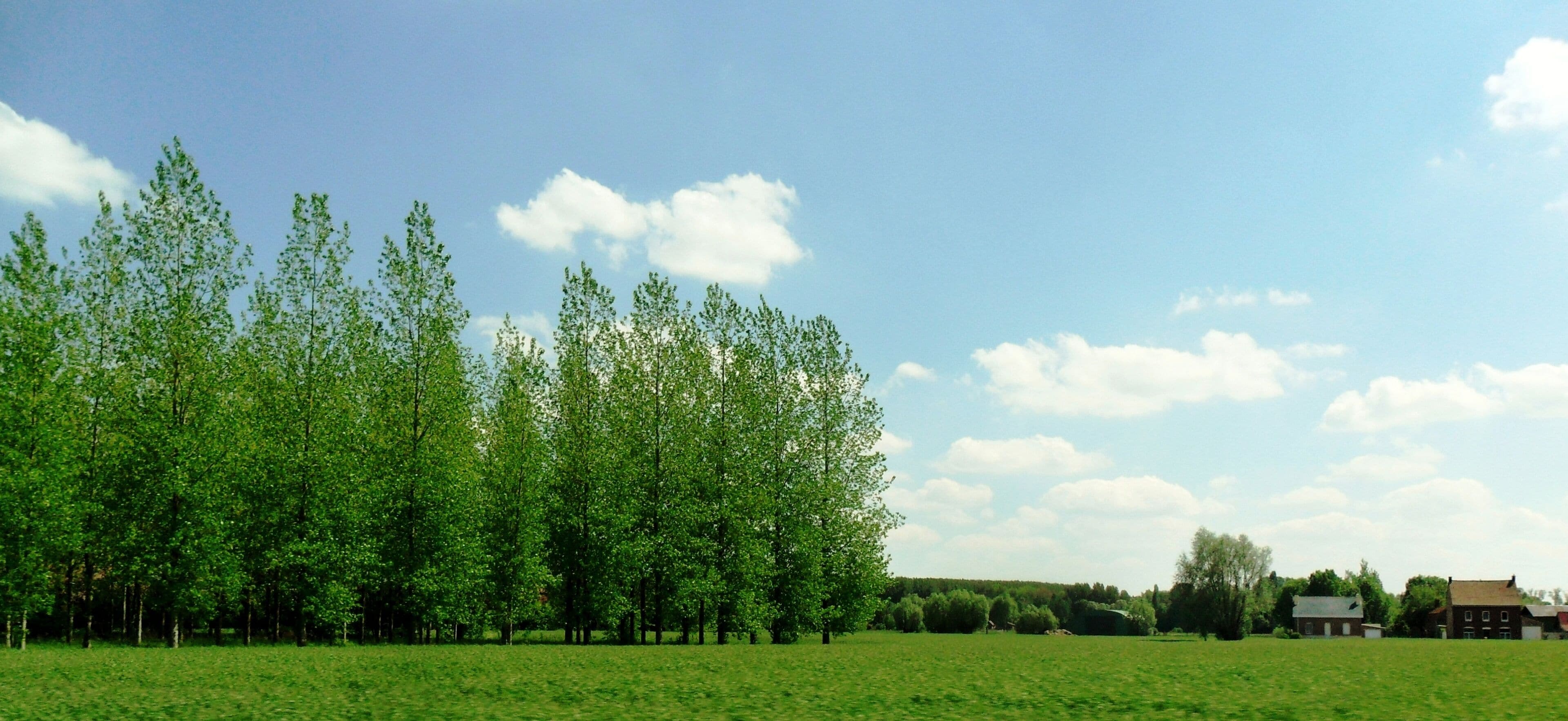 A green field with trees and a clear blue sky.