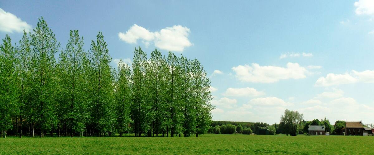 A green field with trees and a clear blue sky.
