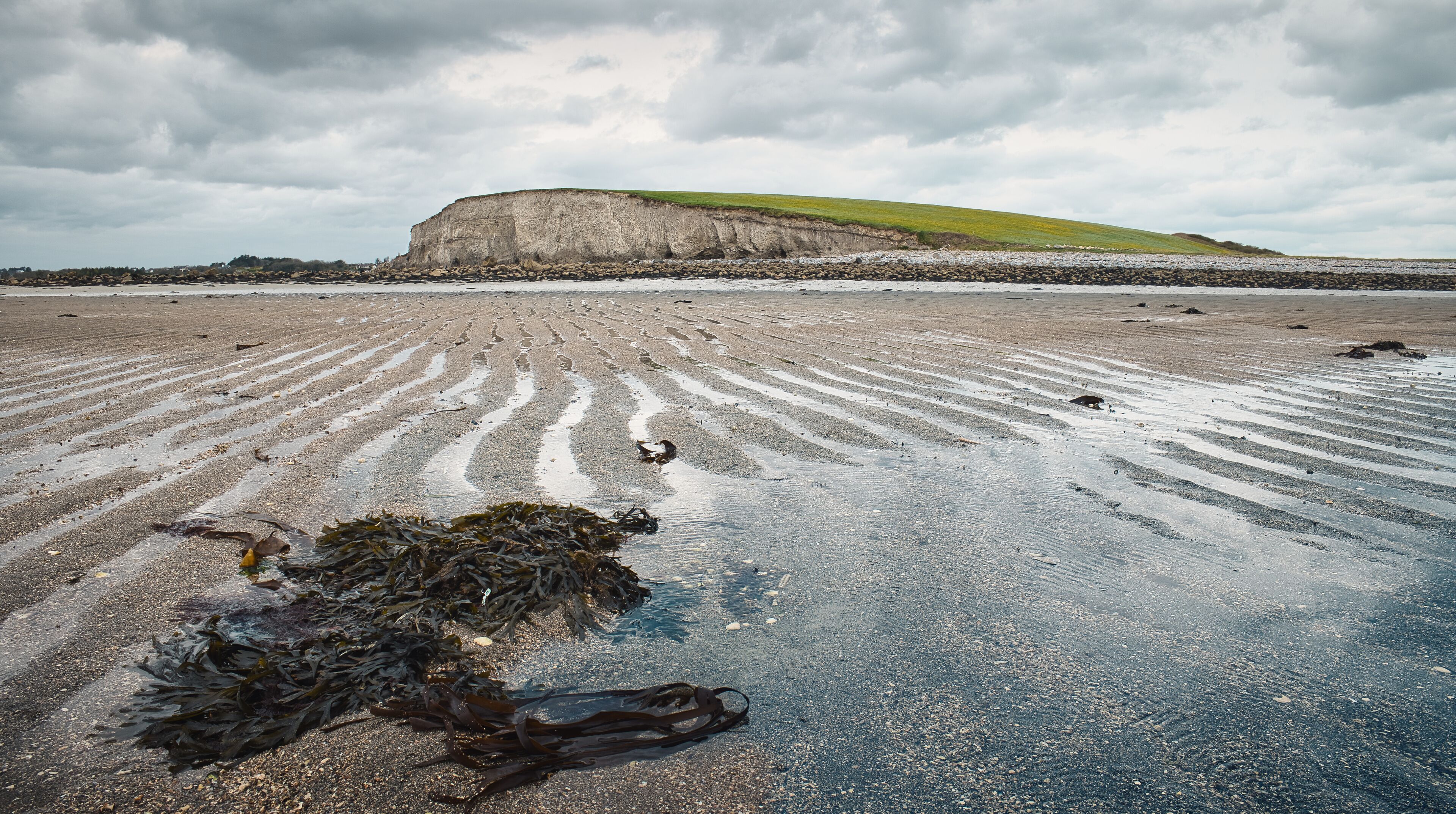 A beach with a large cliff and seaweed in the foreground.