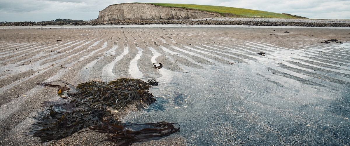 A beach with a large cliff and seaweed in the foreground.