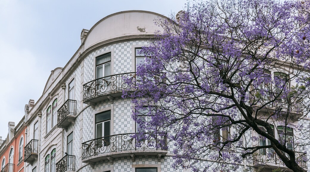 Avenidas Novas showing wildflowers