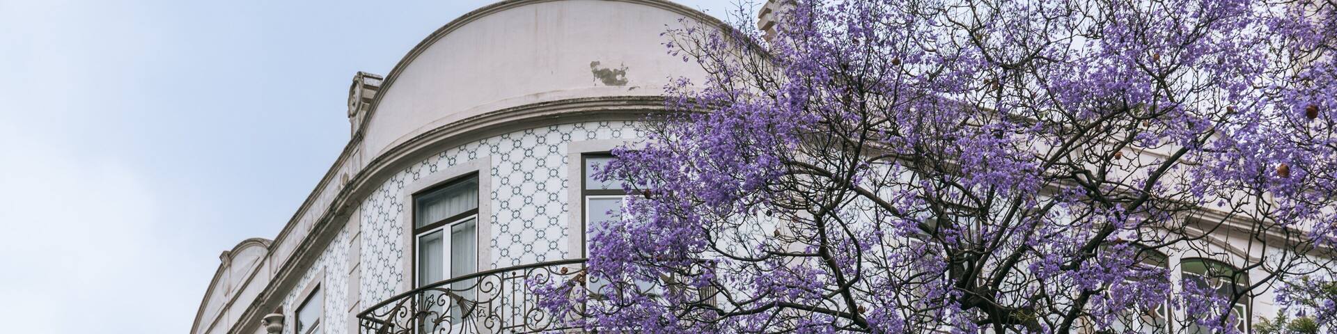 Avenidas Novas showing wildflowers