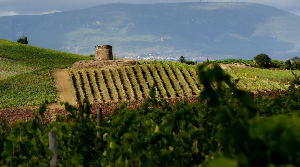 ปรากันก้า