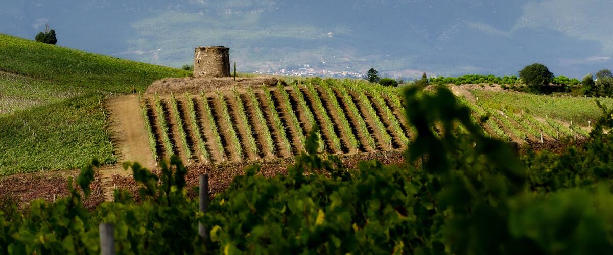 An old mill, stands atop of a vineyard with the Montejunto valley in the background. Pereiro de Palhacana - Portugal