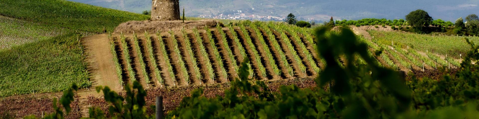 An old mill, stands atop of a vineyard with the Montejunto valley in the background. Pereiro de Palhacana - Portugal