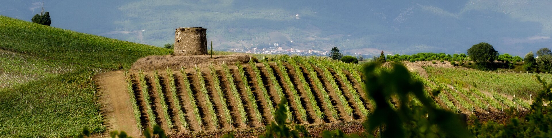An old mill, stands atop of a vineyard with the Montejunto valley in the background. Pereiro de Palhacana - Portugal