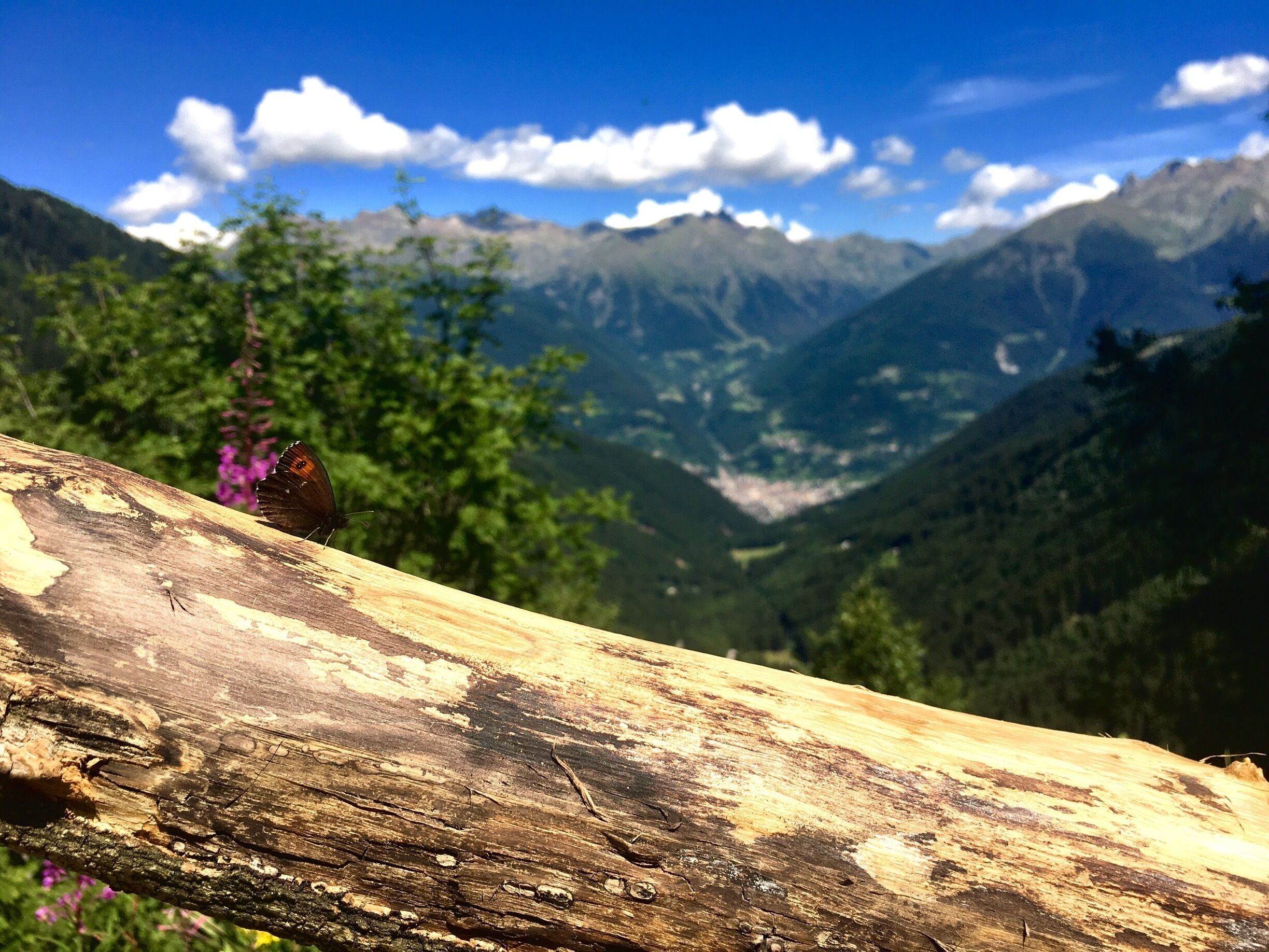 #TakeAHike #aviolo #italy #alps #adamello #butterfly