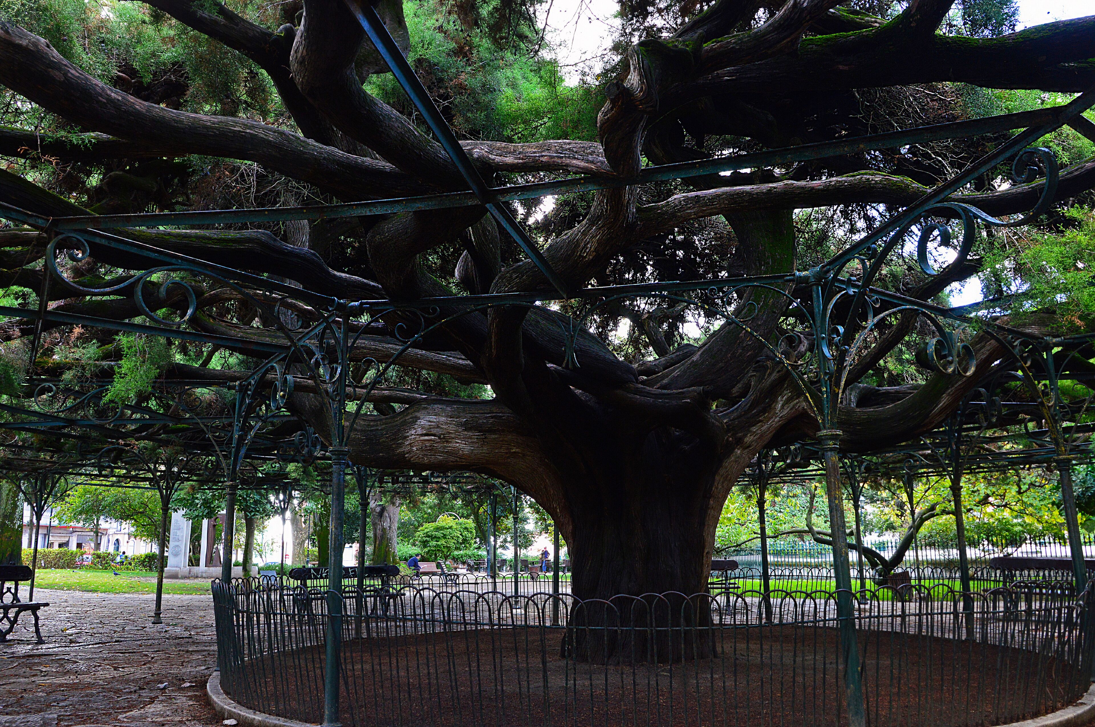 Large cypress tree in the Garden of Principe Real in Lisbon, Por