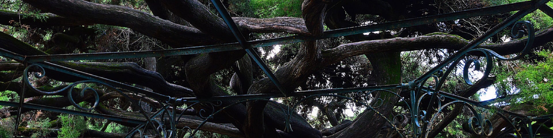 A large tree with a metal fence around it.